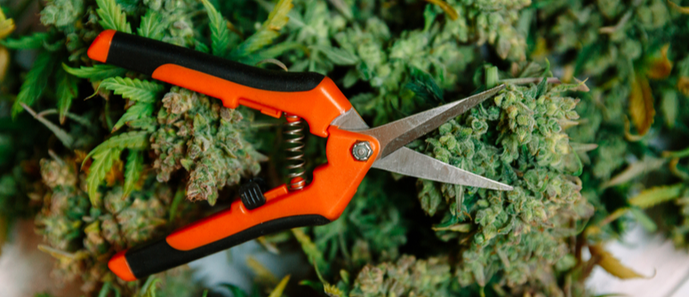 bud trimming scissors 